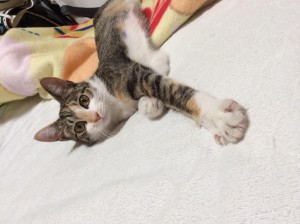 ネコちゃん
