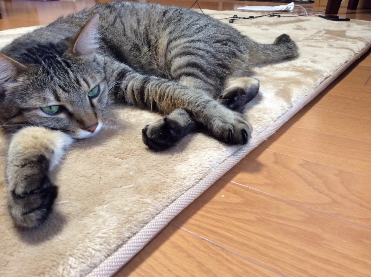 ネコちゃん