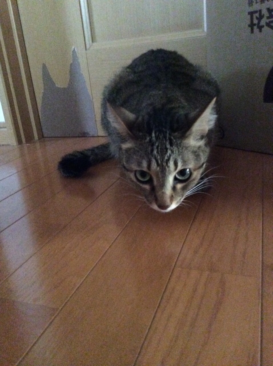 ネコちゃん