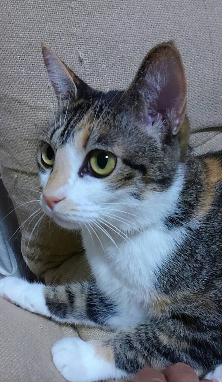ネコちゃん