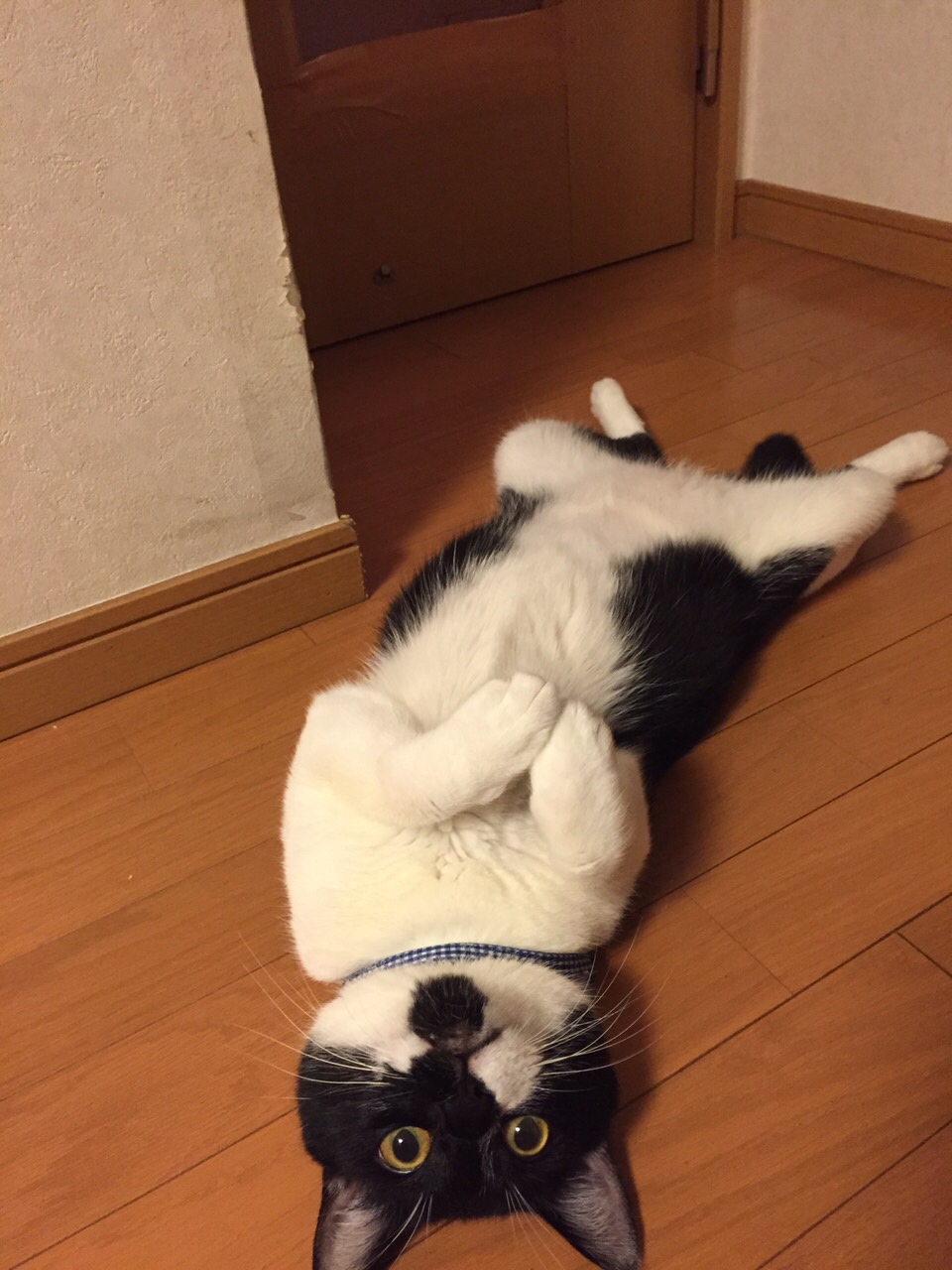 ネコちゃん
