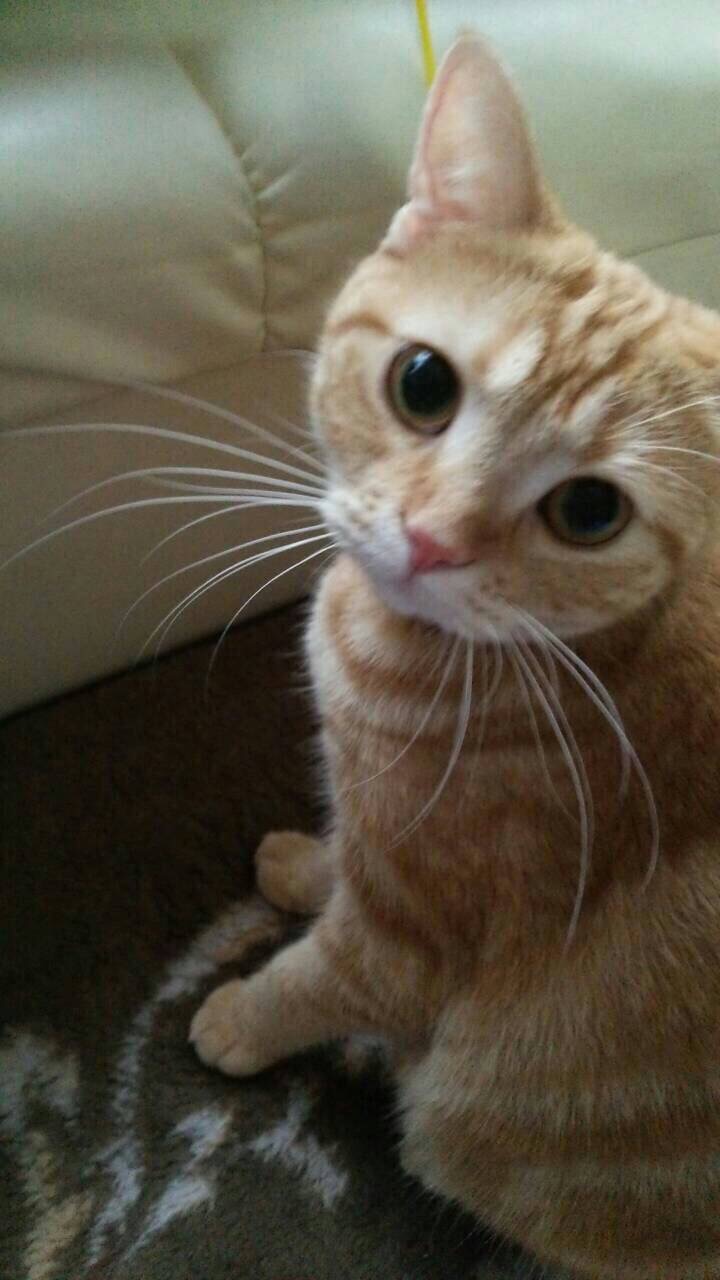 ネコちゃん
