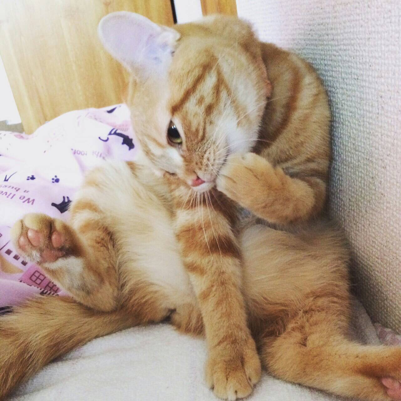 ネコちゃん