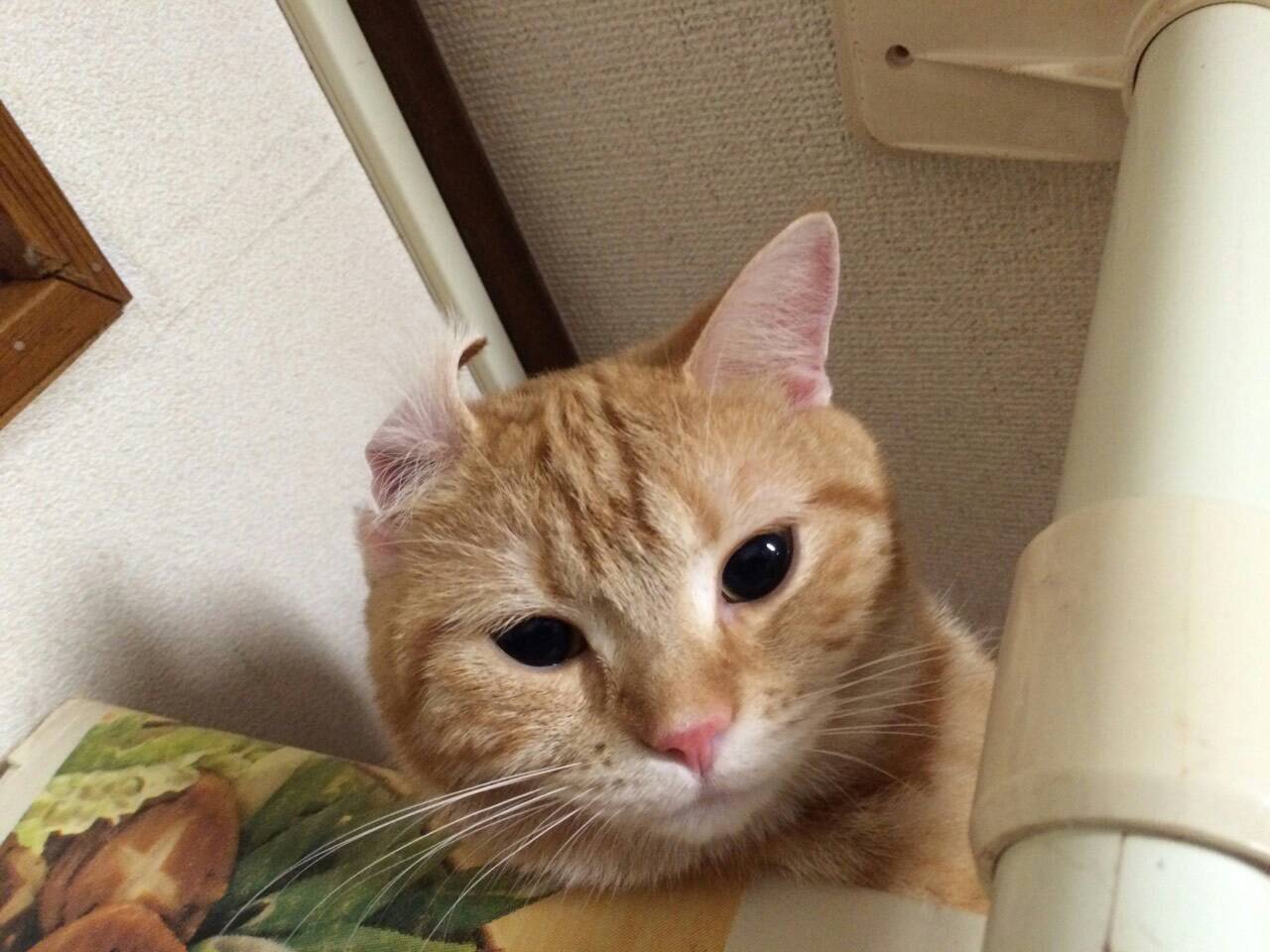 ネコちゃん