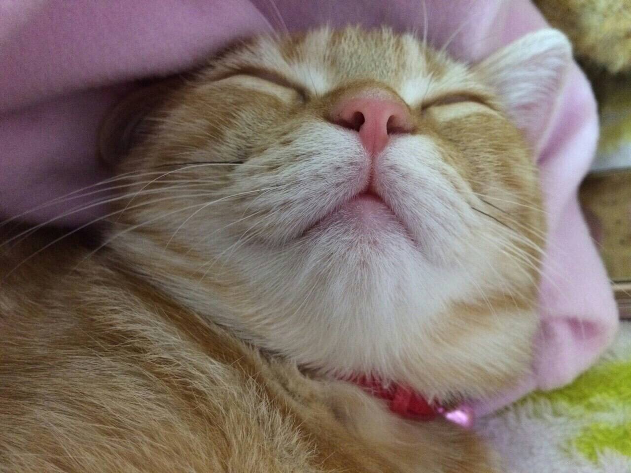 ネコちゃん