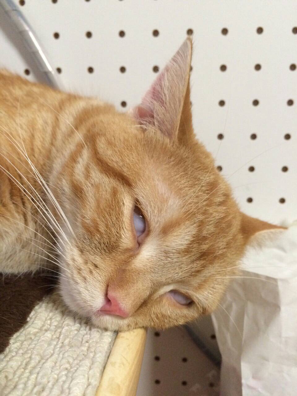 ネコちゃん