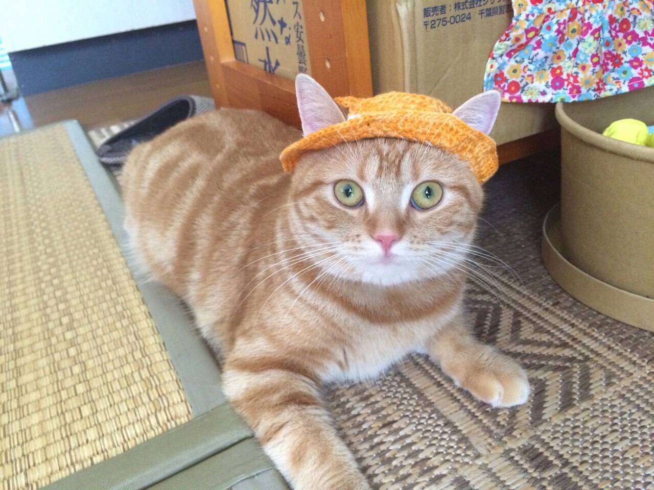 ネコちゃん