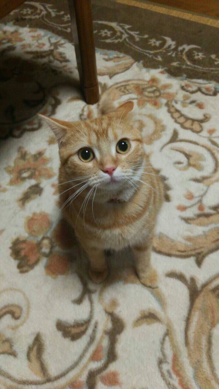 ネコちゃん
