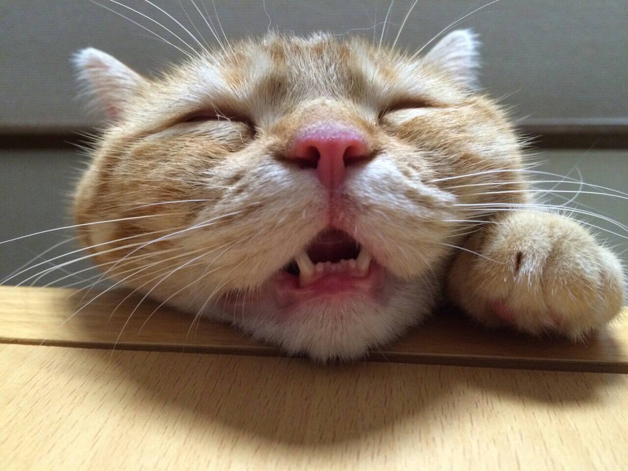 ネコちゃん