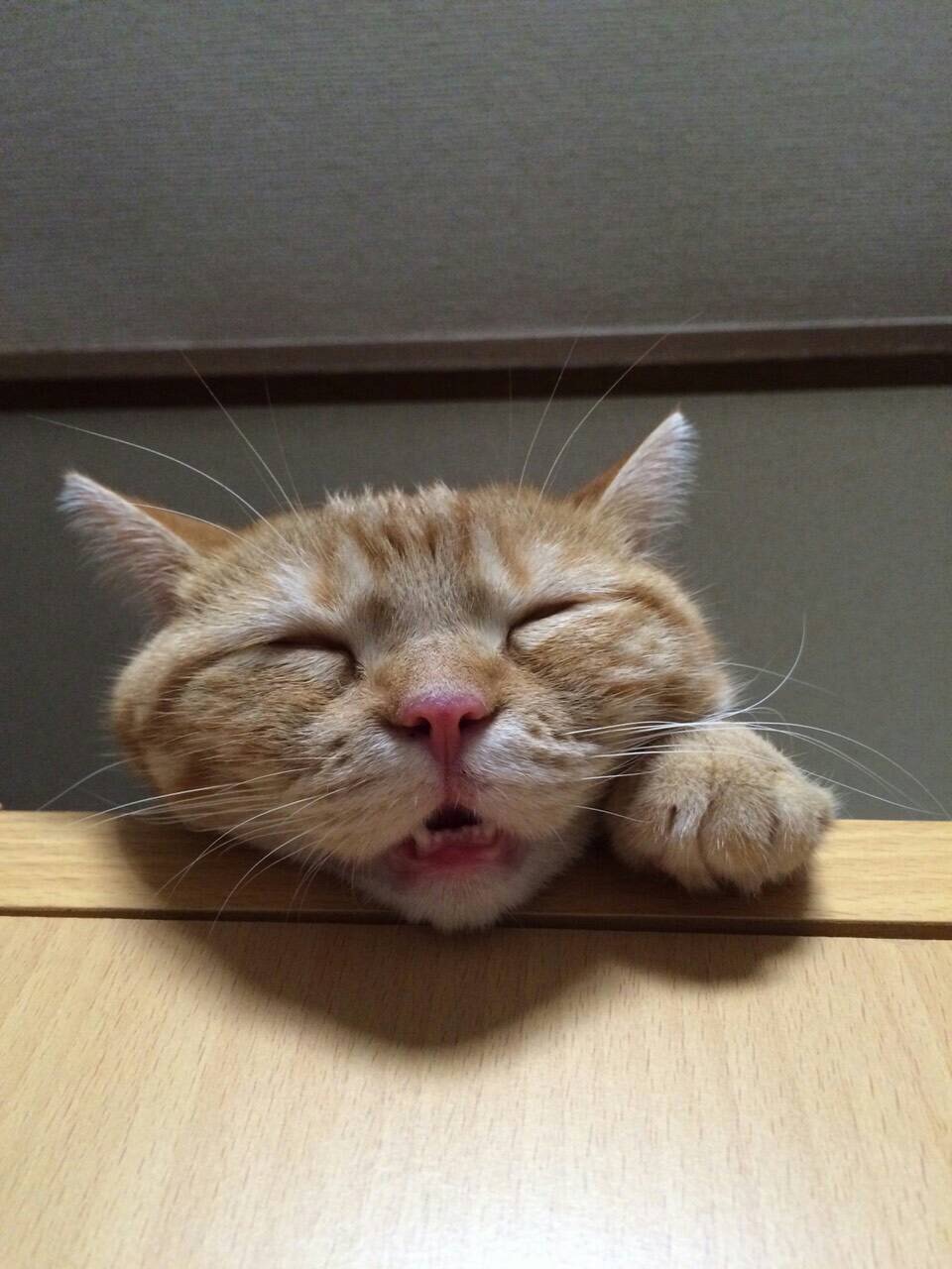 ネコちゃん