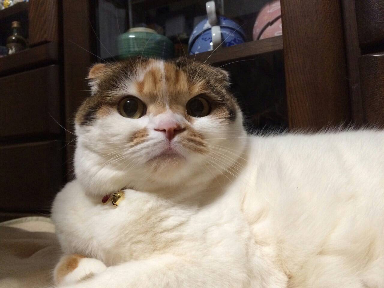 ネコちゃん