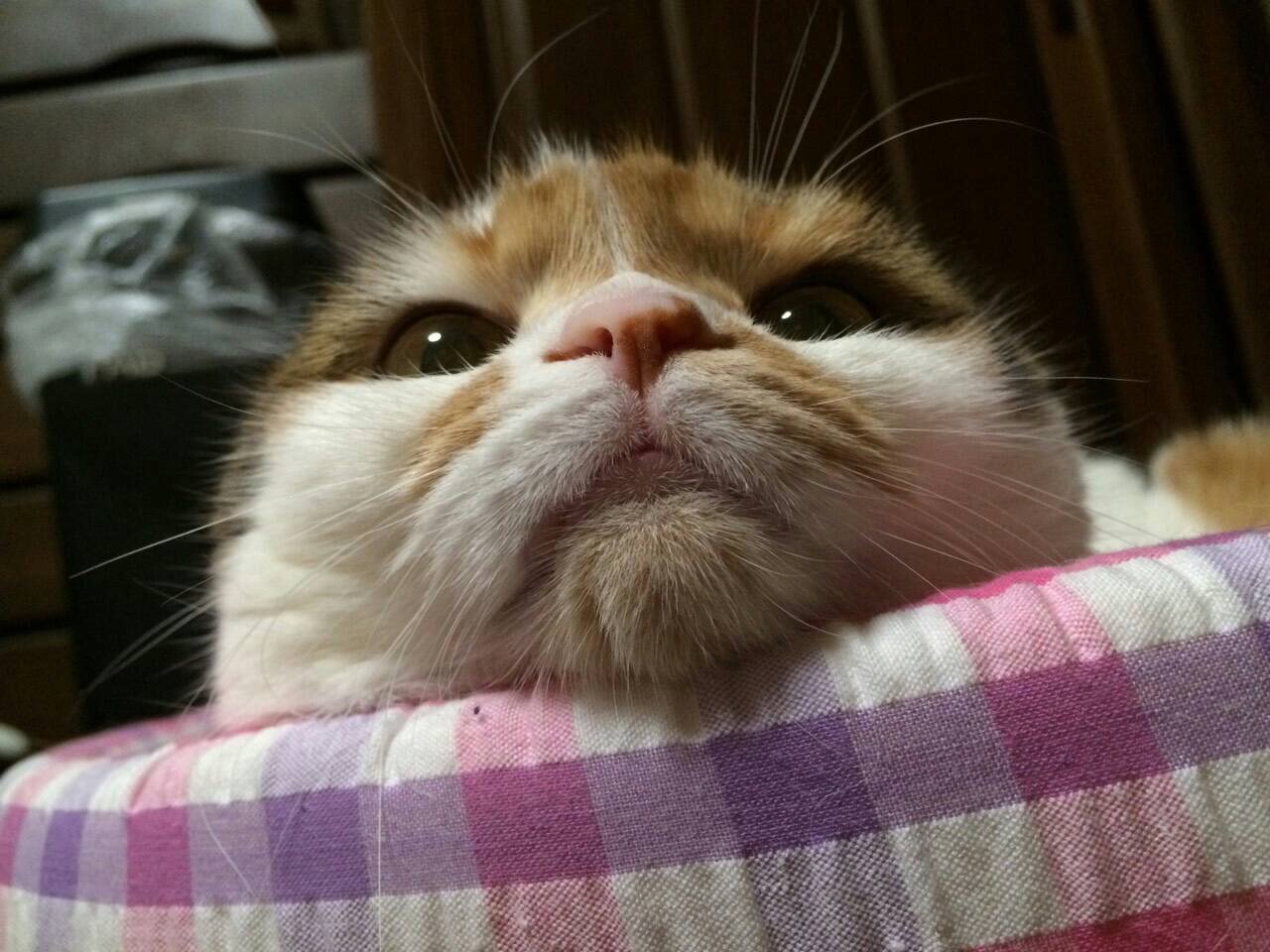 ネコちゃん