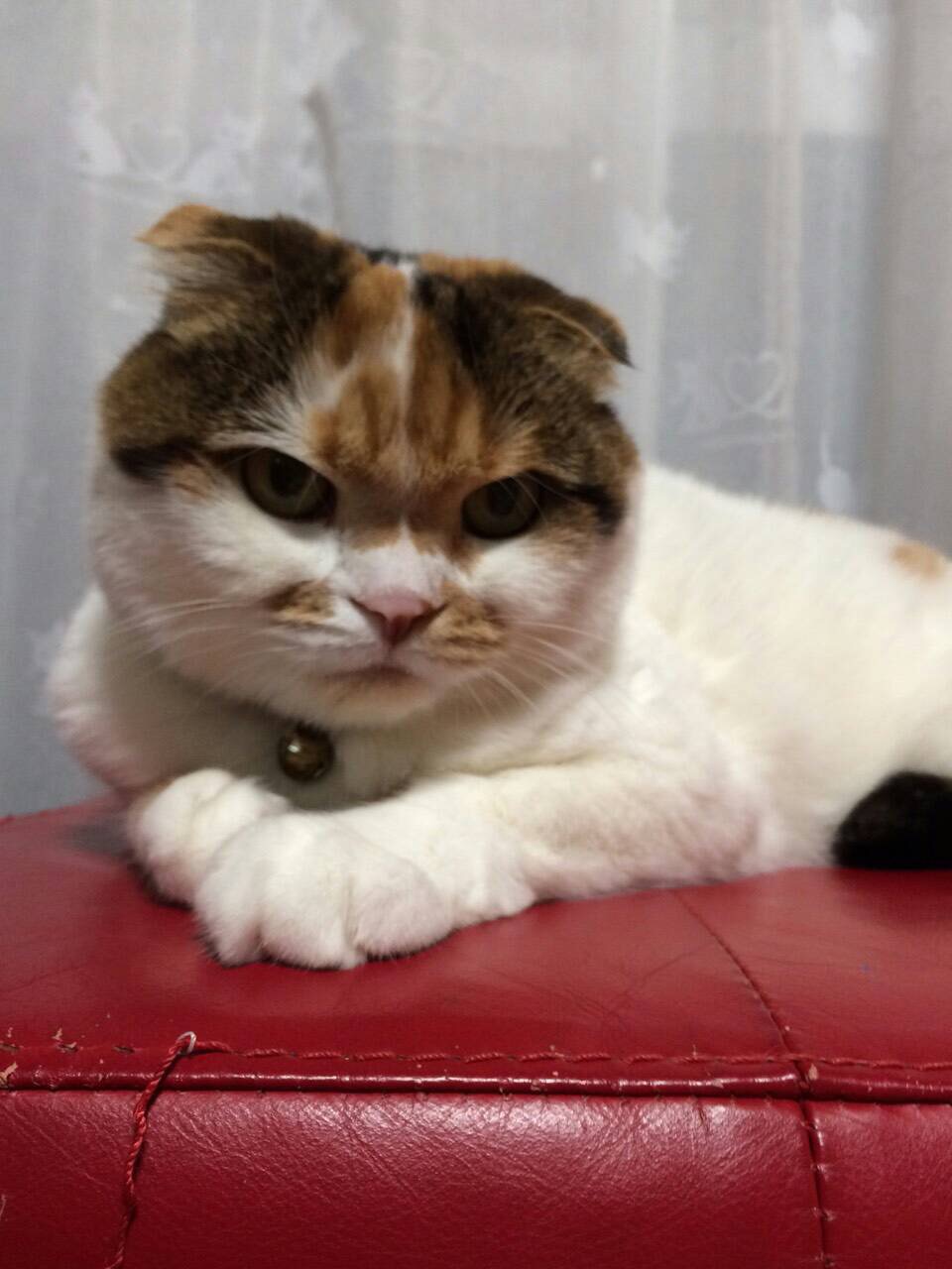 ネコちゃん