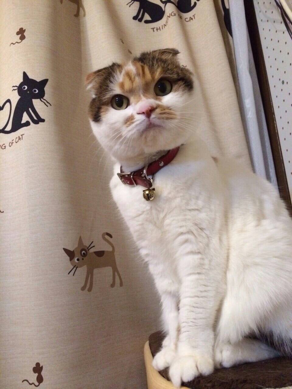 ネコちゃん