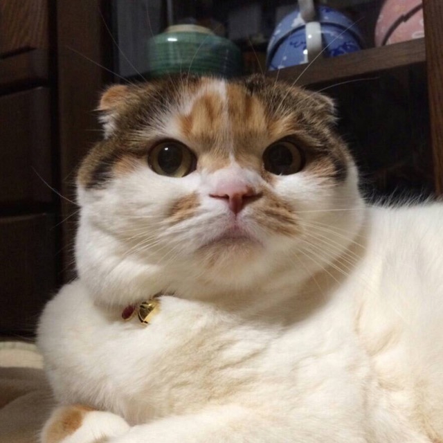 ネコちゃん