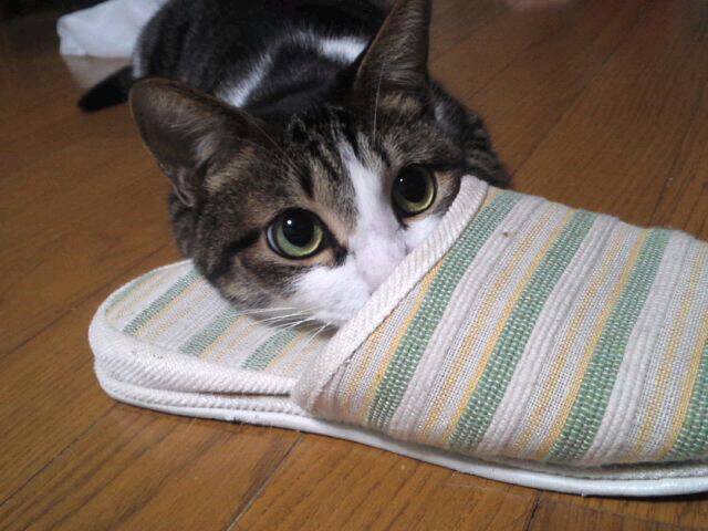 ネコちゃん
