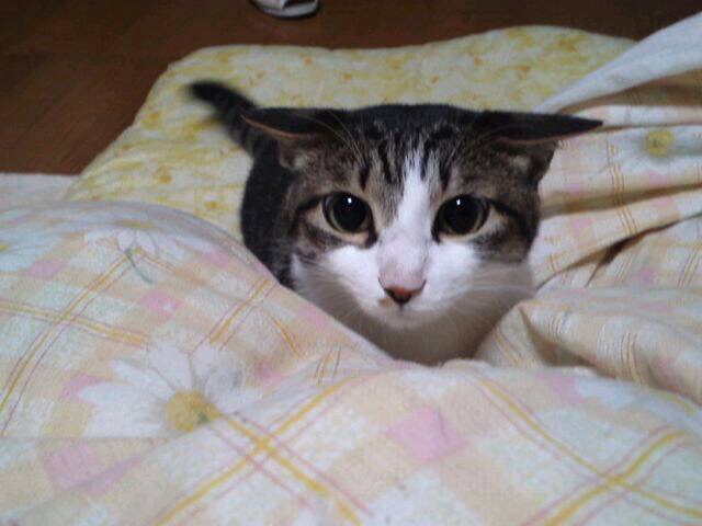 ネコちゃん