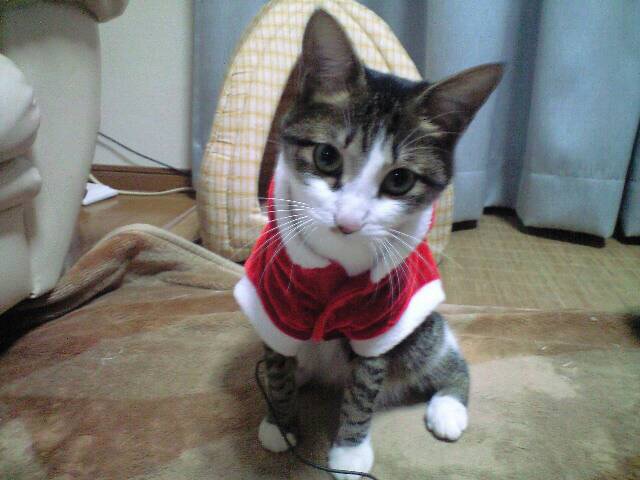 ネコちゃん